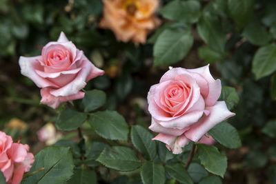 Close-up of pink rose