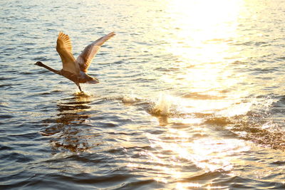 Seagulls flying over sea during sunset