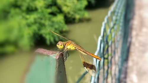 Close-up of insect on wood