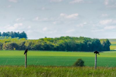 Scenic view of an agricultural field  with crows perched on fence posts in the english countryside