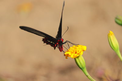 Close-up of butterfly pollinating on flower