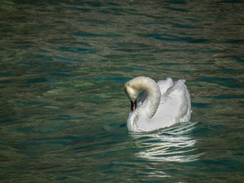 Duck in water