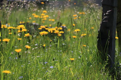 Close-up of yellow flowering plants on land