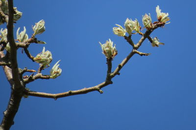 Low angle view of flowering plant against clear blue sky