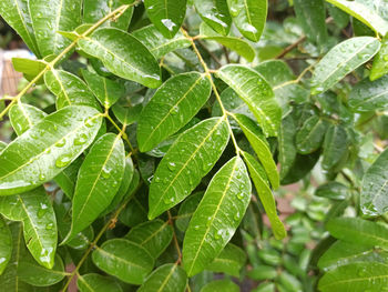 Close-up of wet plant leaves
