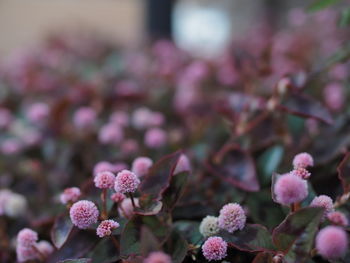 Close-up of pink flowering plant