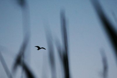 Low angle view of bird flying