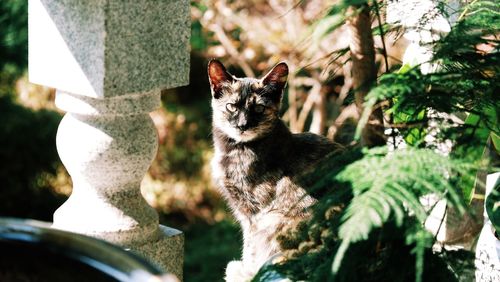 Portrait of cat