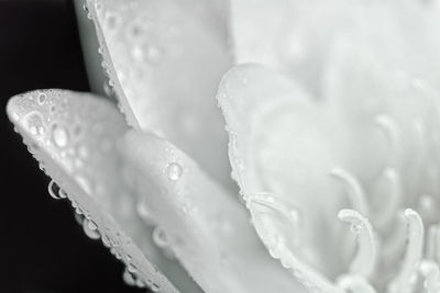 Close-up of wet flower