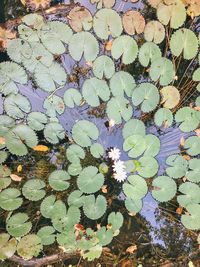 High angle view of leaves floating on water