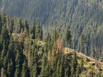 High angle view of pine trees in forest