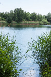 Swan in lake against sky