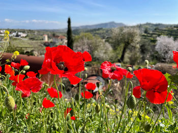 Close-up of red poppy flowers in field