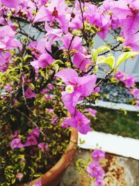 Close-up of purple flowers