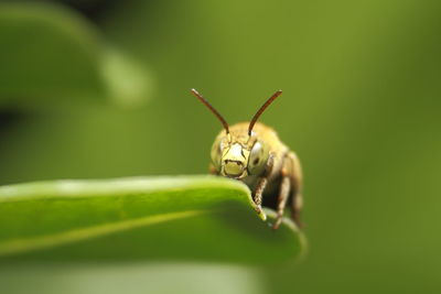Close-up of insect