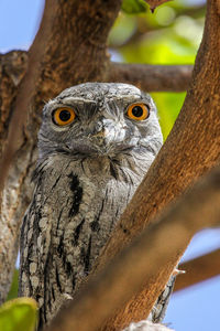 Close-up of tawny frogmouth perching on tree trunk