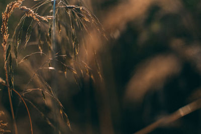 Close-up of wheat growing on field