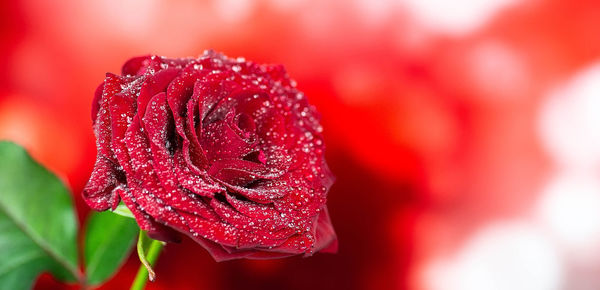 Close-up of wet red flower