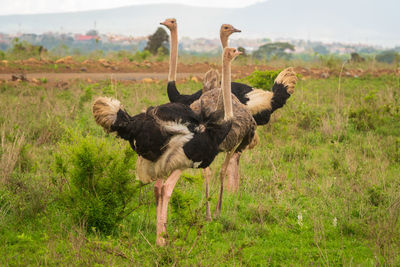 A flock of ostriches with nairobi city skyline at the background at nairobi national park in kenya