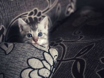 Portrait of cat relaxing on bed