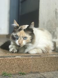 Close-up portrait of a cat