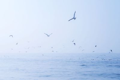 Bird flying over sea