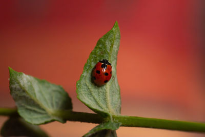 Close-up of ladybug on leaf