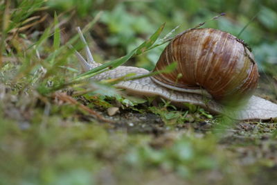 Close-up of snail on leaf