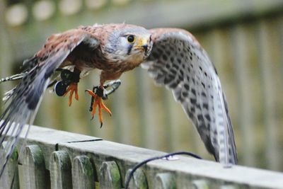 Bird perching on railing