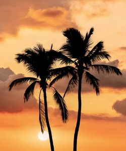 tropical climate