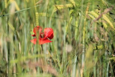 Close-up of red poppy flower on field