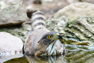Close-up of bird perching on rock