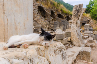 Lion relaxing on stone wall