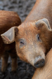 Close-up of pigs