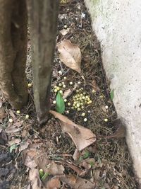 High angle view of plant