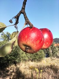 Close-up of apple on tree against sky