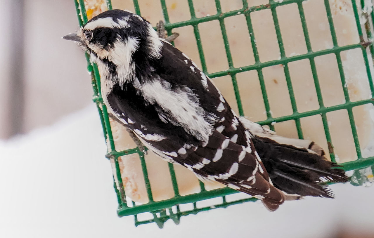 CLOSE-UP OF A BIRD