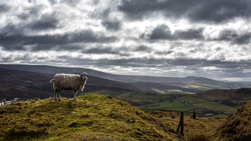 Sheep grazing on field against cloudy sky