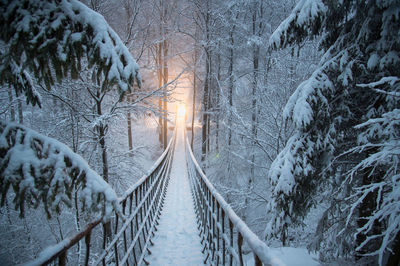 Snow covered land and trees in forest