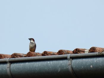 Low angle view of bird perching on roof against sky