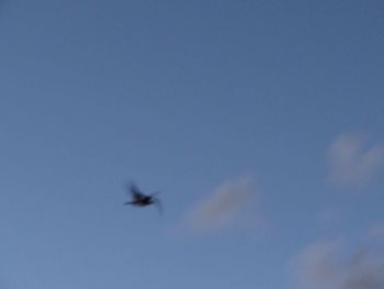 Low angle view of birds flying over white background