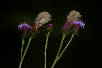 Close-up of purple flowering plant against black background