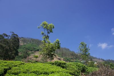 Trees on field against blue sky