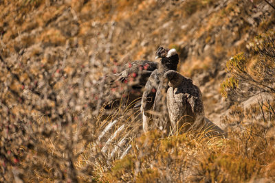 Close-up of an animal on field