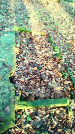 Fallen leaves on ground