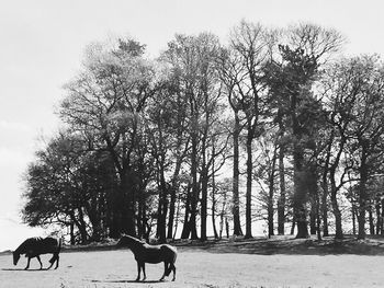 View of horse on field