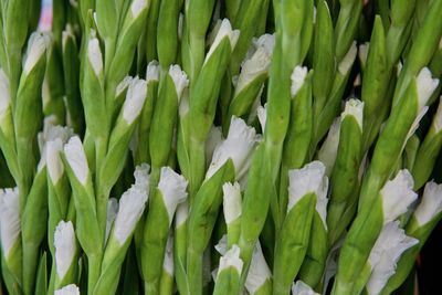 Full frame shot of white gladiolus 
