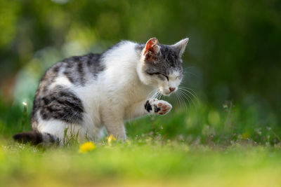 Cat looking away in a field