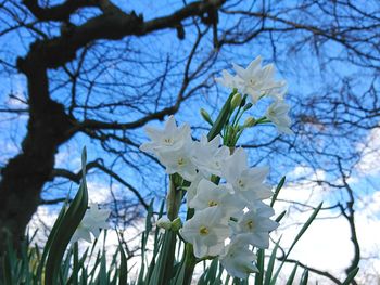 Low angle view of fresh flower tree against sky