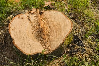 View of tree stump on field